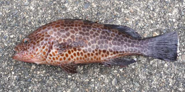 オオモンハタはどんな魚？