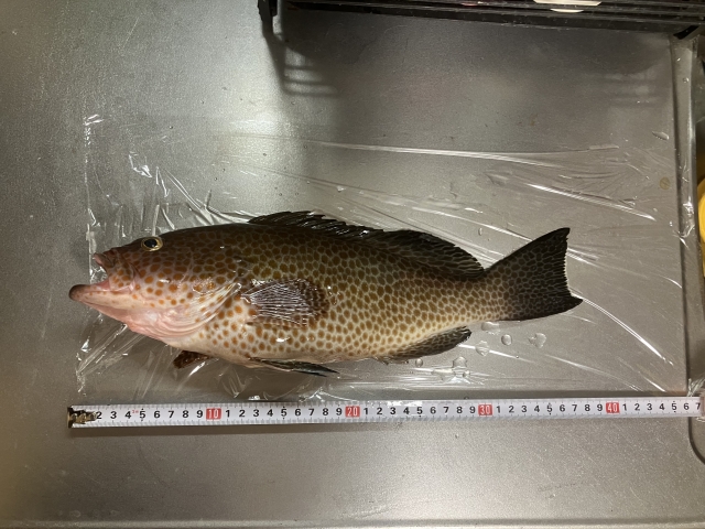 最大で50cmを超える大型魚