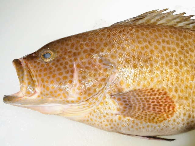 オオモンハタの値段は高い？価格相場を徹底解説