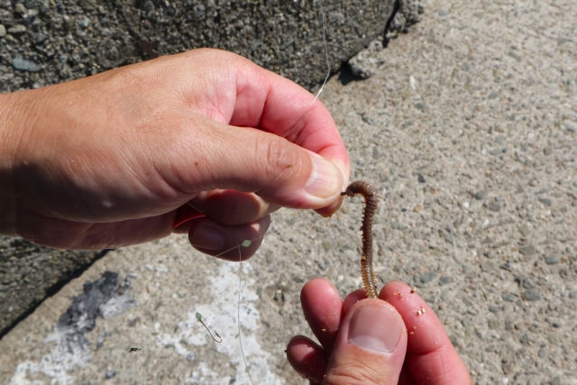 アオイソメの付け方完全ガイド！初心者でも釣果を出す2つの基本