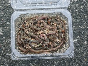 イソメの付け方完全ガイド！初心者でも釣果を出す2つの基本