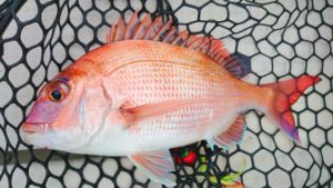 タイラバの付け方完全ガイド！初心者でも釣果を出すための基礎知識