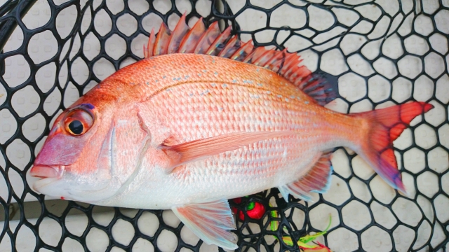 タイラバの付け方完全ガイド！初心者でも釣果を出すための基礎知識