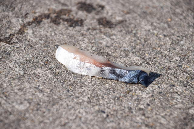 釣り餌の種類と特徴