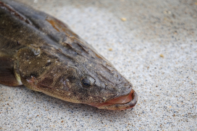 マゴチの値段は高い？気になる価格相場と美味しい食べ方