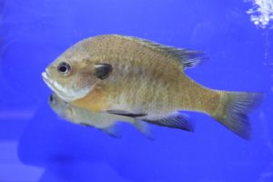 ブルーギルは食べられる？気になる味と美味しく食べる調理法を徹底解説