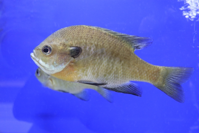 ブルーギルは食べられる？気になる味と美味しく食べる調理法を徹底解説