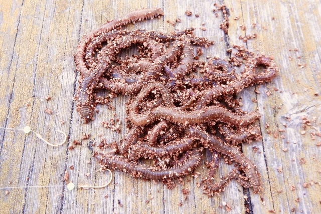 青虫を完全攻略！その正体から釣れる魚種、苦手な人への対処法まで