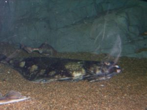 オヒョウは危険？死亡事故の真相と安全に楽しむための注意点