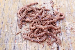 イソメを完全攻略！釣れる魚種から最強の付け方、保存方法まで