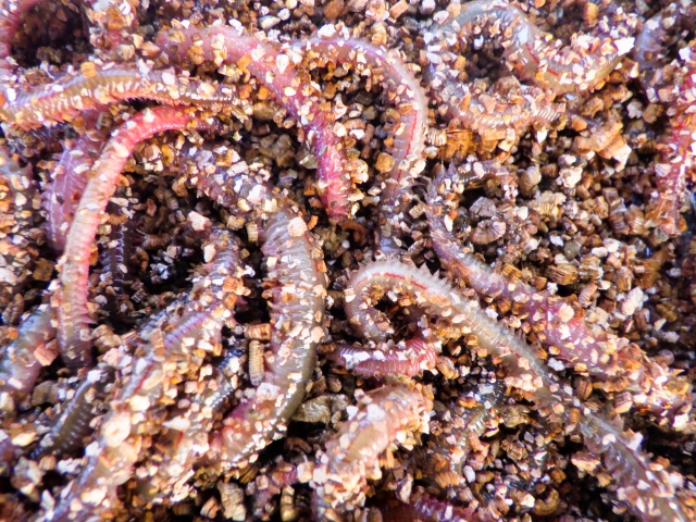 イワイソメを完全攻略！その正体から釣れる魚種、最強の付け方まで