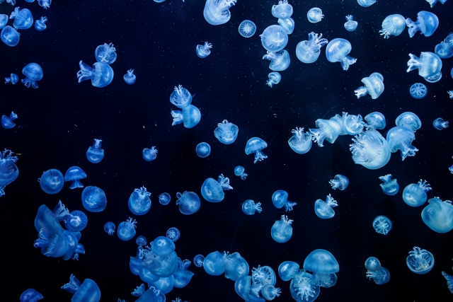 海でクラゲに刺されない！時期と種類、そして対策方法を徹底解説