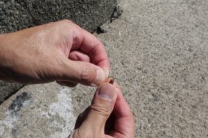 【要注意】ゴカイは噛む？痛い？毒は？安全な扱い方と対処法を徹底解説