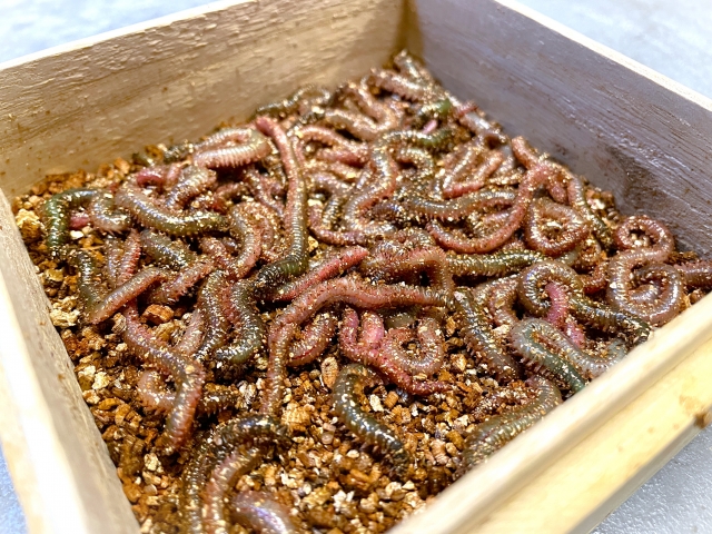 【完全保存版】ゴカイの保存方法を徹底解説！釣行中から自宅まで鮮度を保つ秘訣