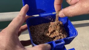 ゴカイを完全攻略！釣れる魚種から最強の付け方、保存方法まで