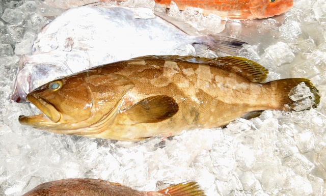 クエの値段は高い？気になる価格相場と美味しい食べ方 