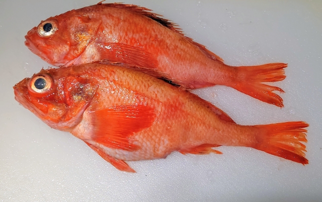 キンキ（キチジ）