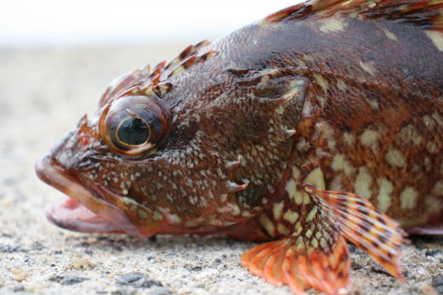 カサゴの背びれには「毒」がある？