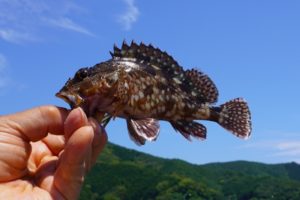 カサゴに毒針はある？知っておくべき危険性と正しい対処法