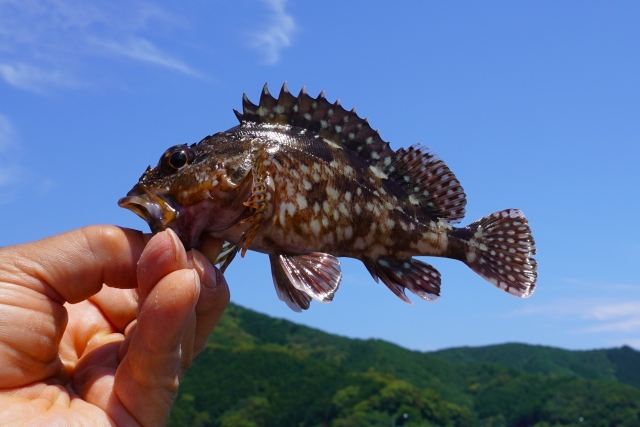 カサゴに毒針はある？知っておくべき危険性と正しい対処法