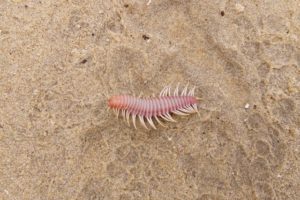 ウミケムシを完全攻略！その正体から釣れる魚種、触らないための対処法まで