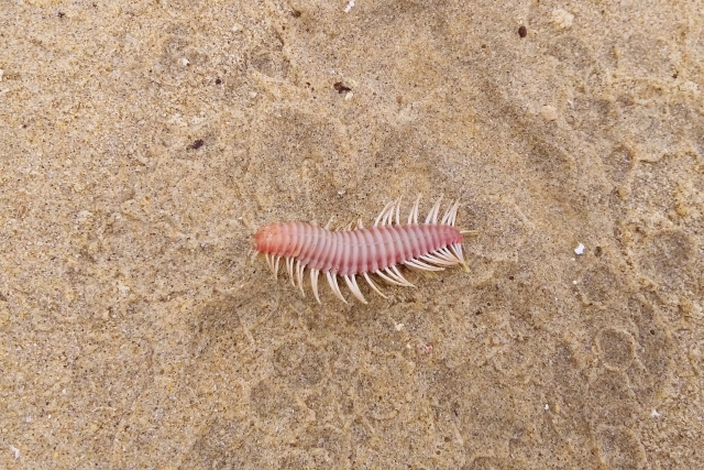 ウミケムシを完全攻略！その正体から釣れる魚種、触らないための対処法まで