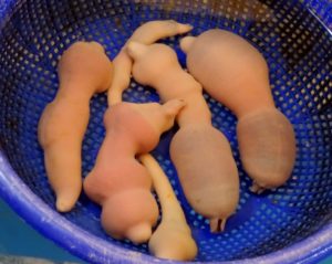 ユムシを完全攻略！釣れる魚種から最強の付け方、保存方法まで