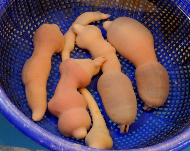 ユムシを完全攻略！釣れる魚種から最強の付け方、保存方法まで