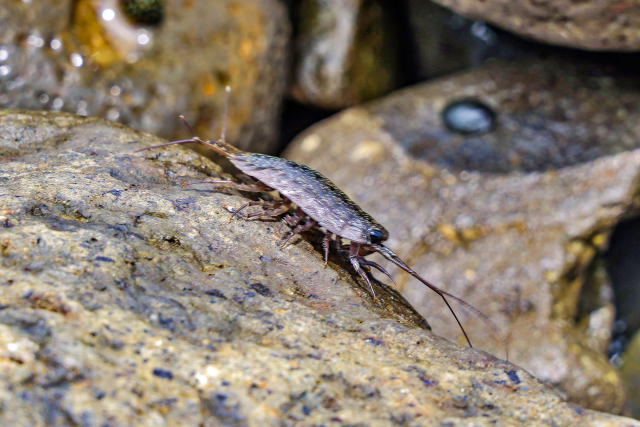 フナムシを完全攻略！その正体から釣れる魚種、苦手な人への対処法まで