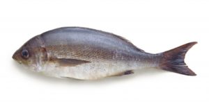 イサキの白子は食べられる？美味しい旬と絶品レシピを徹底解説