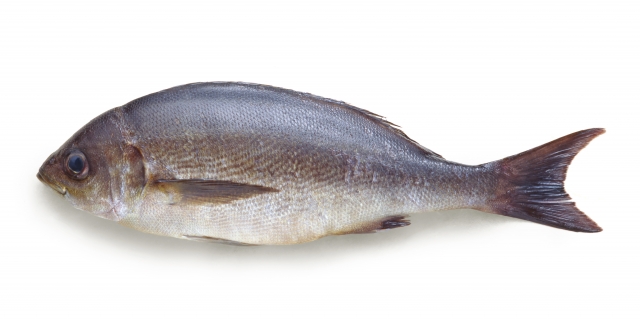 イサキの白子は食べられる？美味しい旬と絶品レシピを徹底解説