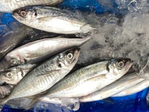 【魚の痛覚】魚は痛みを感じるのか？最新科学で解き明かす真実