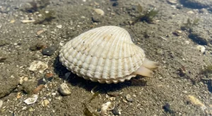 エゾイシカゲガイ