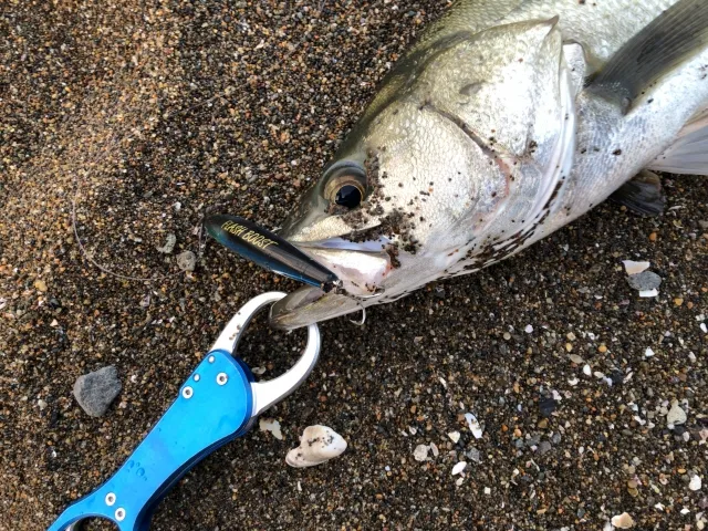 シーバスの締め方を徹底解説！鮮度を保つ脳締めから神経締めまで