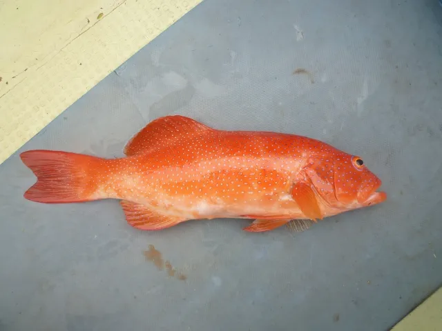 ①アカジンミーバイ（沖縄三大高級魚の筆頭）