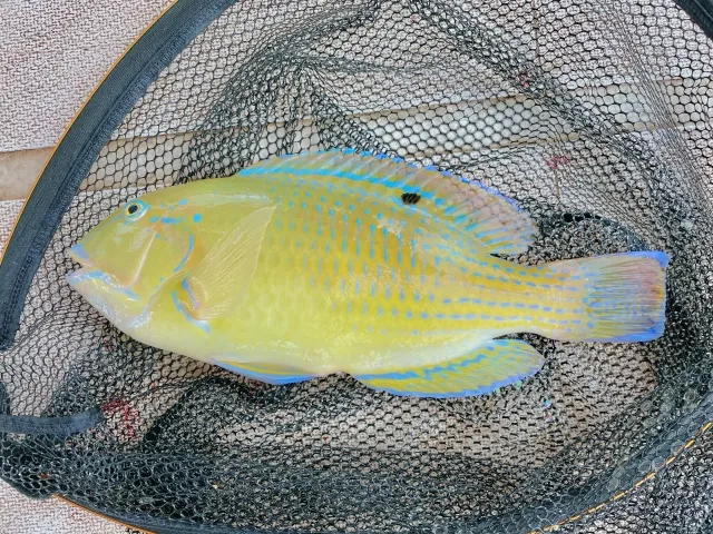 ②マクブ（シロクラベラ）