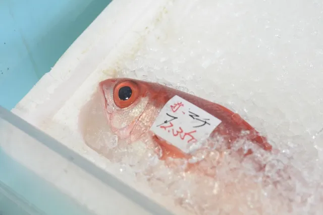 ③アカマチ（ハマダイ）